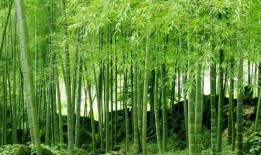 娱乐吃瓜酱竹子的生长速度,吃瓜酱竹子成焦点